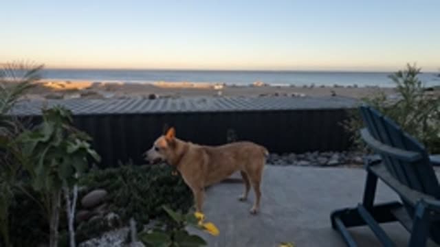 BAJA CALIFORNIA MEXICO-2022: Dog on Patio Overlooking Beach and Ocean