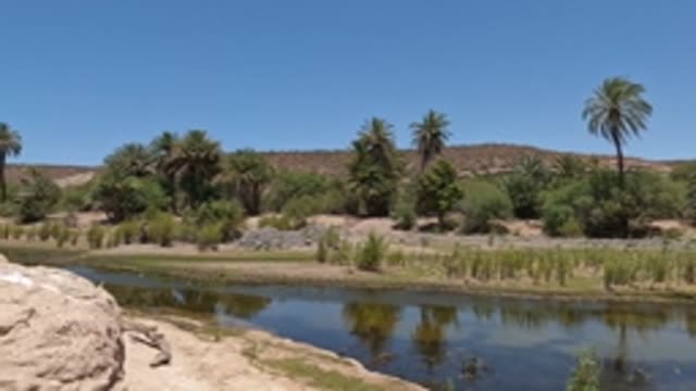 BAJA CALIFORNIA MEXICO-2022: Palm Trees and Calm Water in Arid Valley