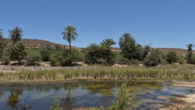 BAJA CALIFORNIA MEXICO-2022: Riverbank with Palm Trees and Reeds