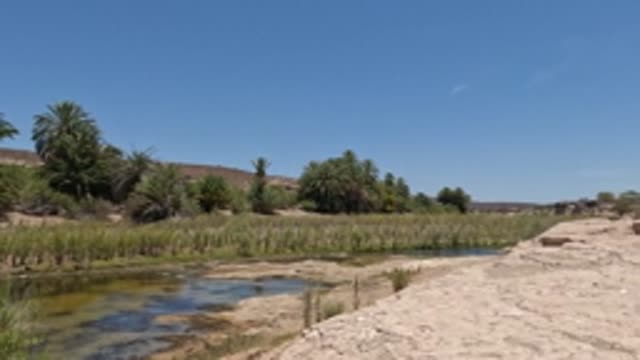 BAJA CALIFORNIA MEXICO-2022: Panning View of Riverbank with Reeds and Palm Trees