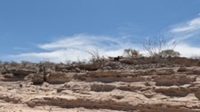 BAJA CALIFORNIA MEXICO-2022: Person and Dog Walking on Rocky Ridge