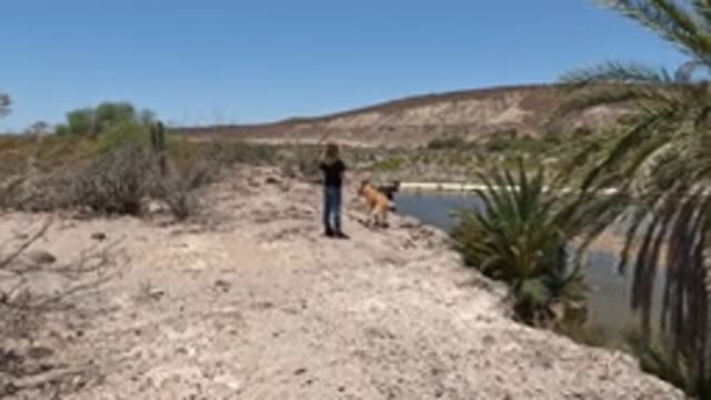 BAJA CALIFORNIA MEXICO-2022: Person and Dog Walking by Desert Waterhole