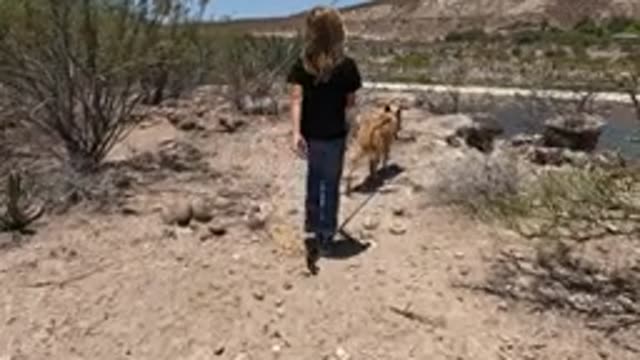 BAJA CALIFORNIA MEXICO-2022: Person Walking Dog on Desert Trail