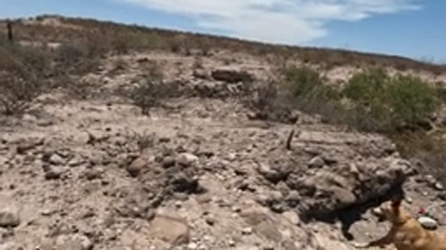 BAJA CALIFORNIA MEXICO-2022: Dog Navigating Rocky Desert Terrain