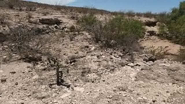 BAJA CALIFORNIA MEXICO-2022: Person Walking Through Arid Desert Terrain