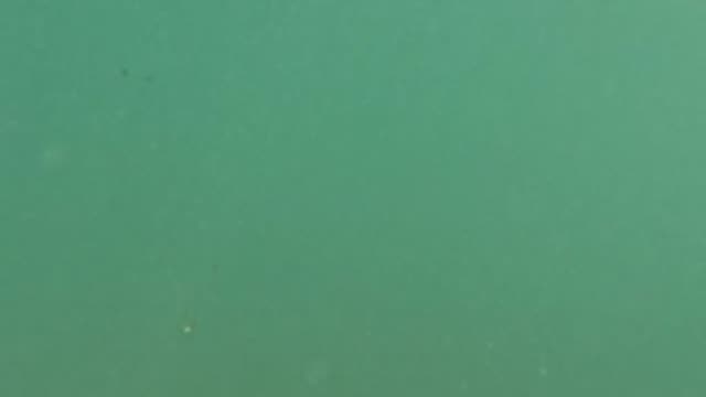 BAJA CALIFORNIA MEXICO-2022: Underwater Debris, Small Marine Life, and Surface Waves