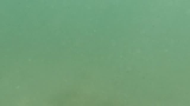 BAJA CALIFORNIA MEXICO-2022: Faint Fish Silhouette in Murky Underwater Environment