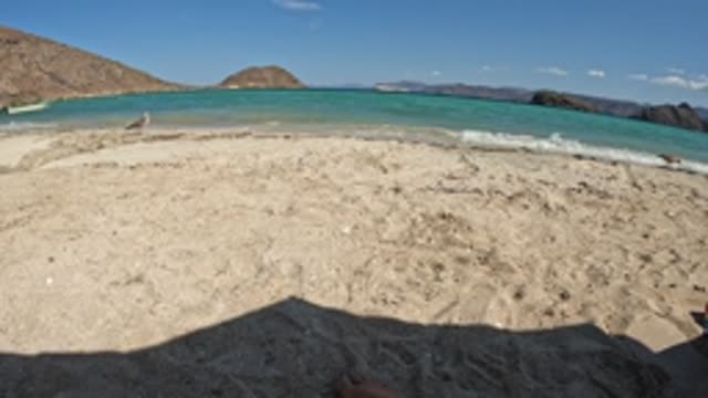 BAJA CALIFORNIA MEXICO-2022: Seagulls Moving Along Sandy Beach With Turquoise Water