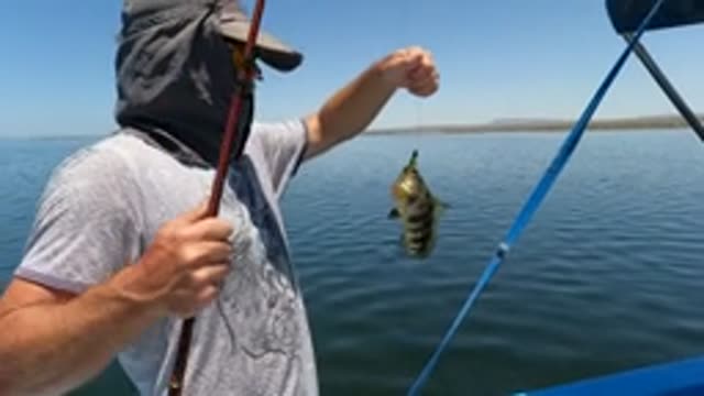 BAJA CALIFORNIA MEXICO-2022: Man Catching and Releasing a Small Fish From a Boat