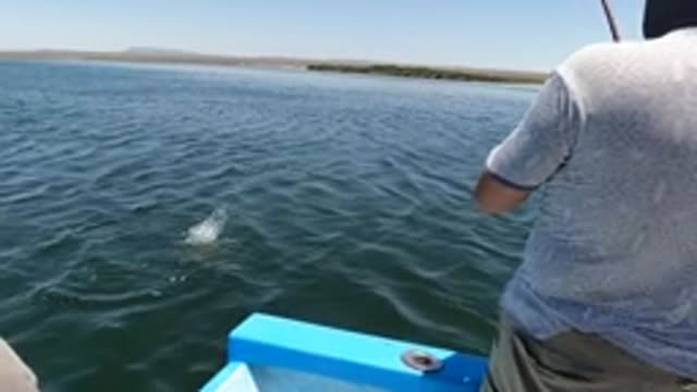 BAJA CALIFORNIA MEXICO-2022: Fishing From a Boat As a Fish Struggles in the Water