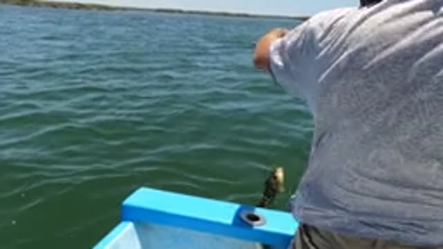 BAJA CALIFORNIA MEXICO-2022: Man Catching a Fish From a Blue Boat