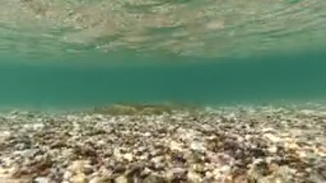 BAJA CALIFORNIA MEXICO-2022: Underwater Seabed and Ocean Surface Transition