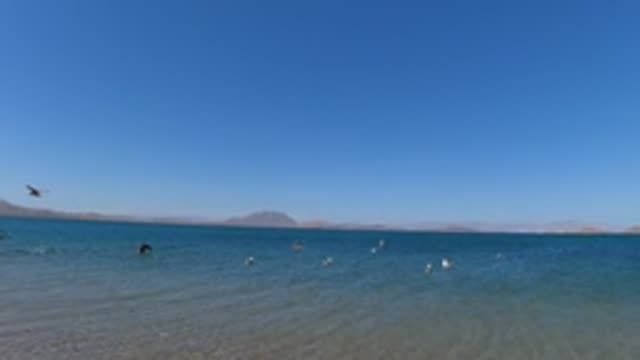 BAJA CALIFORNIA MEXICO-2022: Seagulls Flying and Floating on a Clear Blue Lake