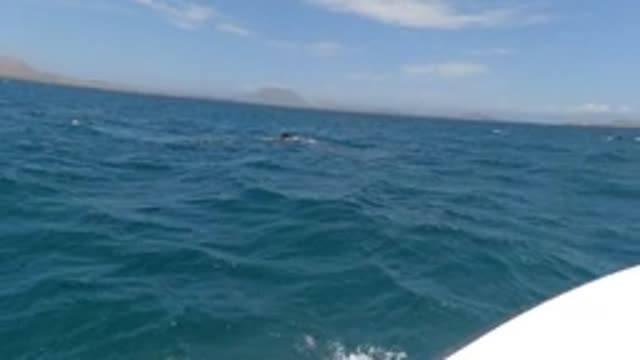BAJA CALIFORNIA MEXICO-2022: Dolphins Swimming in the Ocean From a Boat