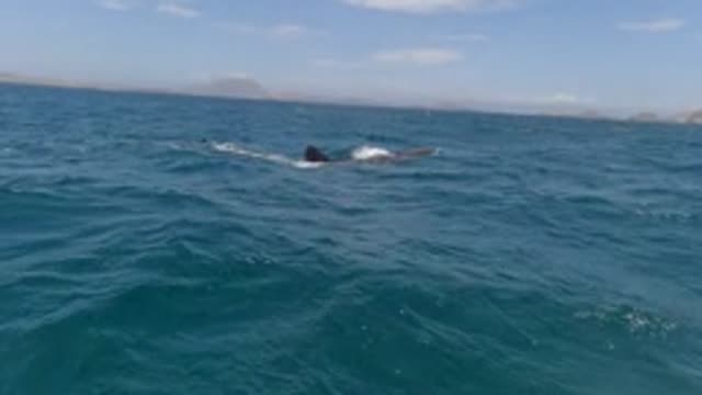 BAJA CALIFORNIA MEXICO-2022: Whale Swimming and Surfacing in Open Ocean