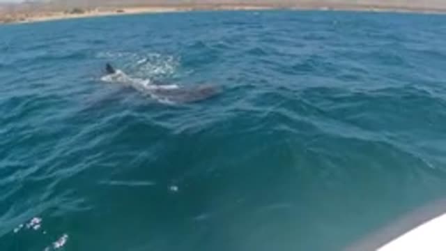 BAJA CALIFORNIA MEXICO-2022: Whale Shark Swimming Close to Boat