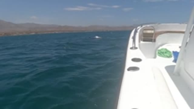 BAJA CALIFORNIA MEXICO-2022: Dolphins Leaping near a Boat in the Ocean