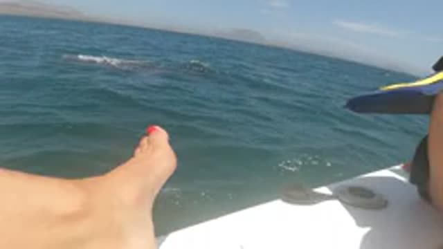 BAJA CALIFORNIA MEXICO-2022: Boat Passenger Observing Ocean Wildlife