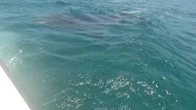 BAJA CALIFORNIA MEXICO-2022: Whale Surfacing near Boat in Ocean