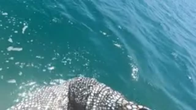 BAJA CALIFORNIA MEXICO-2022: Whale Shark Swimming Near a Boat