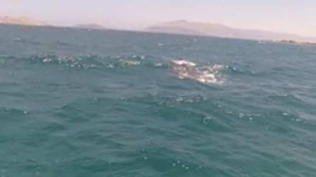 BAJA CALIFORNIA MEXICO-2022: Dolphin Leaping Through Ocean Waves