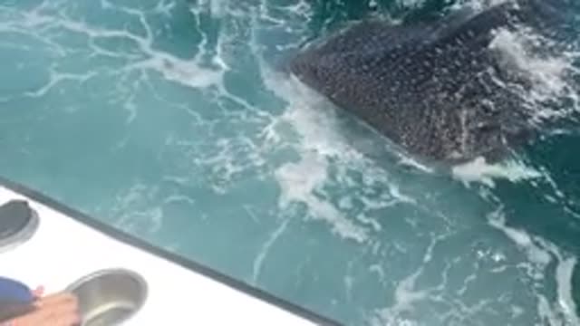 BAJA CALIFORNIA MEXICO-2022: Whale Shark Swimming Close to Boat in Turquoise Water