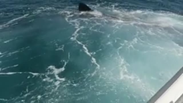 BAJA CALIFORNIA MEXICO-2022: Whale's Fluke Emerging From Ocean Waters