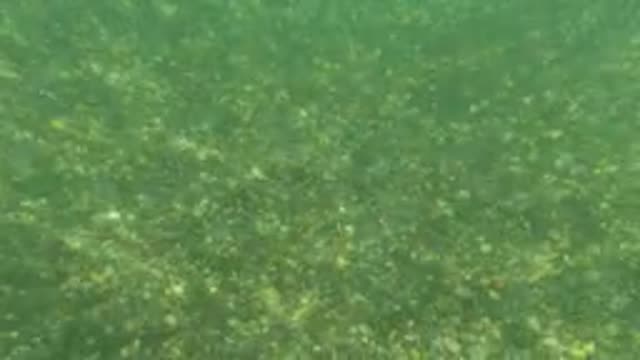 BAJA CALIFORNIA MEXICO-2022: Person Snorkeling in Clear Ocean Water