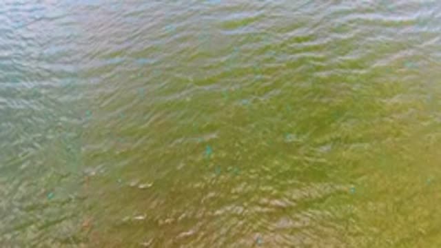 MULEGE BCS MEXICO-2022: Rippling Water Surface with Floating Markers