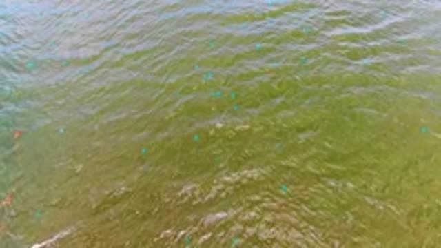 MULEGE BCS MEXICO-2022: Shallow Ocean Water with Floating Debris