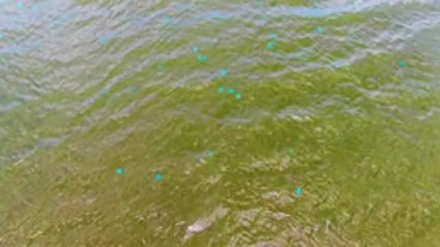 MULEGE BCS MEXICO-2022: Gentle Ripples and Foam on Greenish Water