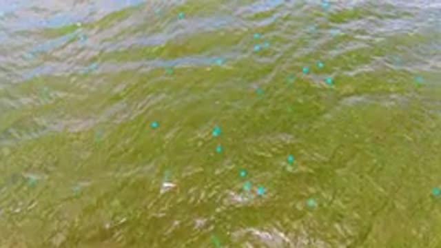 MULEGE BCS MEXICO-2022: Rippling Green Water with Floating Particles