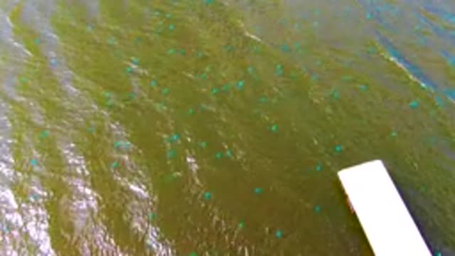 MULEGE BCS MEXICO-2022: Rippling Water with Floating Blue Markers near a Dock