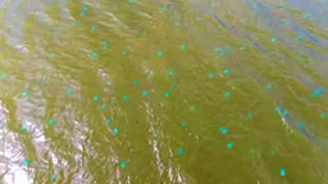 MULEGE BCS MEXICO-2022: Rippling Green-brown River Water Surface