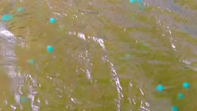 MULEGE BCS MEXICO-2022: Rippling Green Water with Floating Blue Buoys