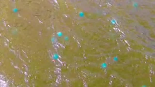 MULEGE BCS MEXICO-2022: Buoys Floating on Rippling Water Surface