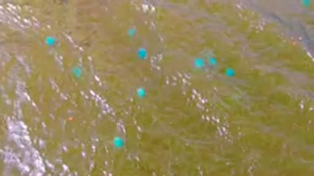 MULEGE BCS MEXICO-2022: Blue Buoys Drifting in Murky Water