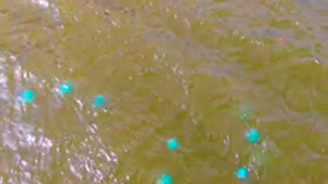 MULEGE BCS MEXICO-2022: Overhead View of Blue Buoys in Rippling Water