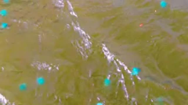 MULEGE BCS MEXICO-2022: Buoys Floating in Murky Water, Overhead View