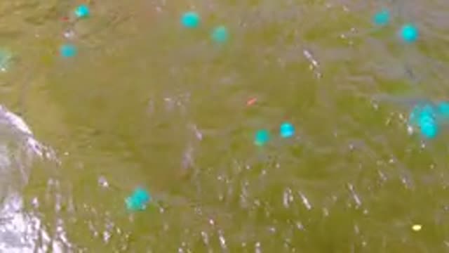 MULEGE BCS MEXICO-2022: Blue Buoys Floating on Rippled Water Surface