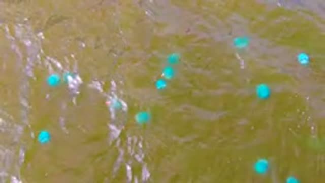 MULEGE BCS MEXICO-2022: Blue Buoys Drifting in Rippled Water
