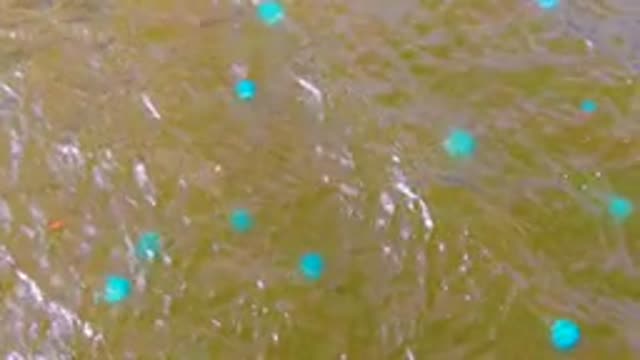 MULEGE BCS MEXICO-2022: Overhead View of Blue Buoys in Rippling Water