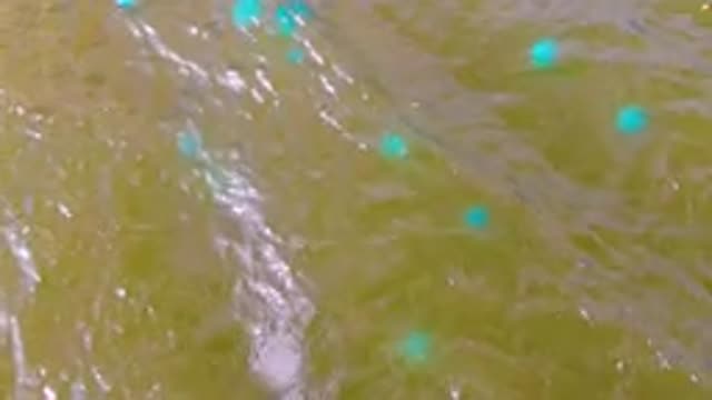 MULEGE BCS MEXICO-2022: Overhead View of Blue Buoys Drifting in Muddy Water