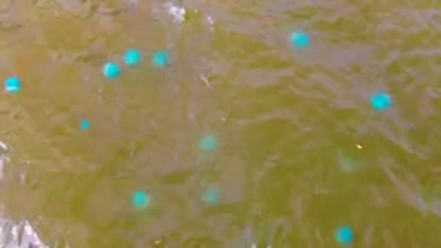 MULEGE BCS MEXICO-2022: Blue Buoys Drifting in Rippled Water