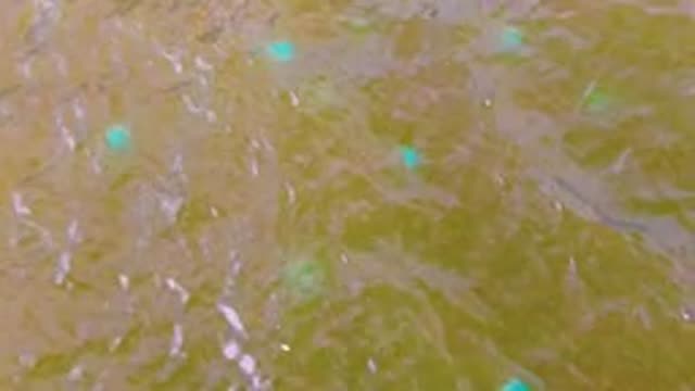 MULEGE BCS MEXICO-2022: Rippling Greenish Water with Floating Particles