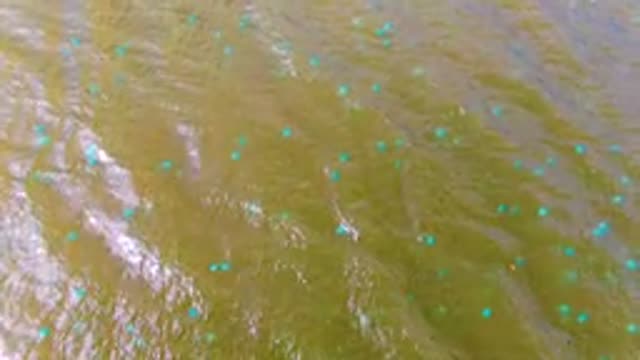 MULEGE BCS MEXICO-2022: Gentle Current in Muddy Green Water