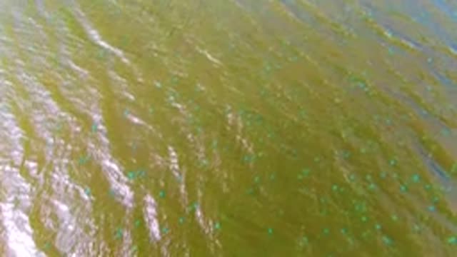 MULEGE BCS MEXICO-2022: Rippling Water Surface with Floating Blue Markers