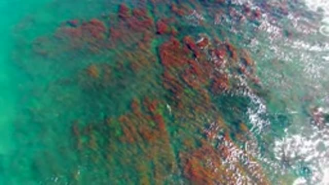 LA BOCANA BCS MEXICO-2022: Seaweed Patches in Shallow Turquoise Ocean Water