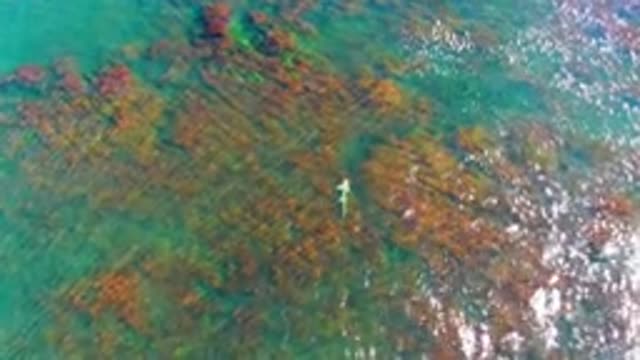 LA BOCANA BCS MEXICO-2022: Shallow Ocean Seabed with Fish and Flying Seagull