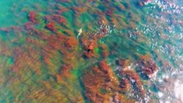 LA BOCANA BCS MEXICO-2022: Small Fish Swimming Over Rocky Seabed in Clear Shallow Water